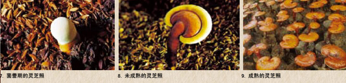 圖片關(guān)鍵詞